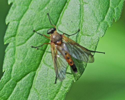 Réf. 269 937 : Rhagio tringarius